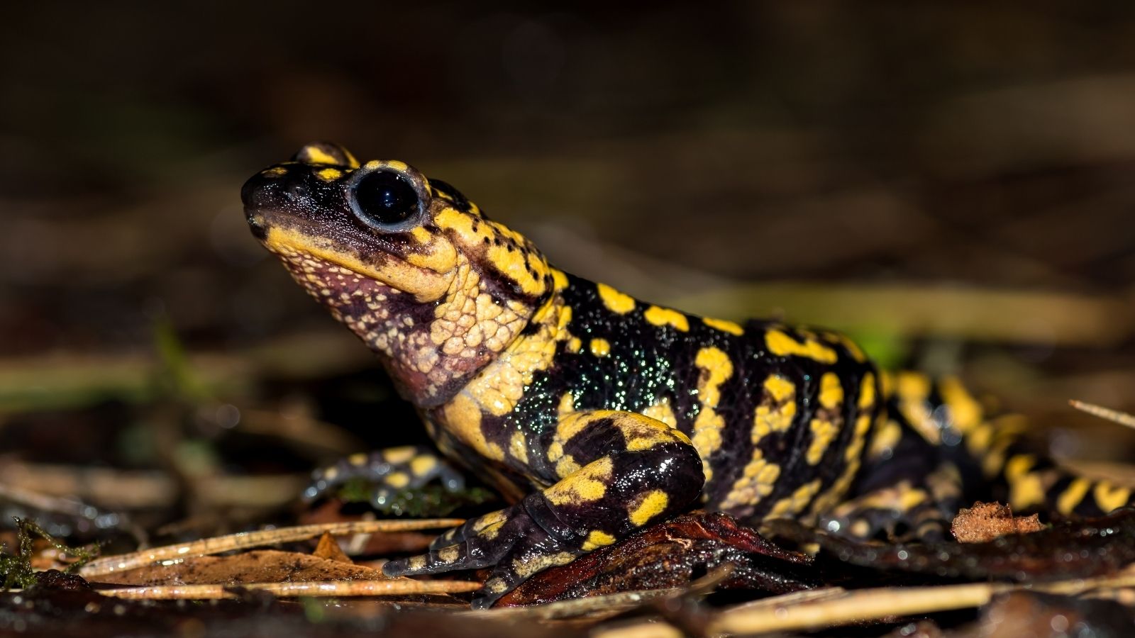 Amphibian in its natural habitat