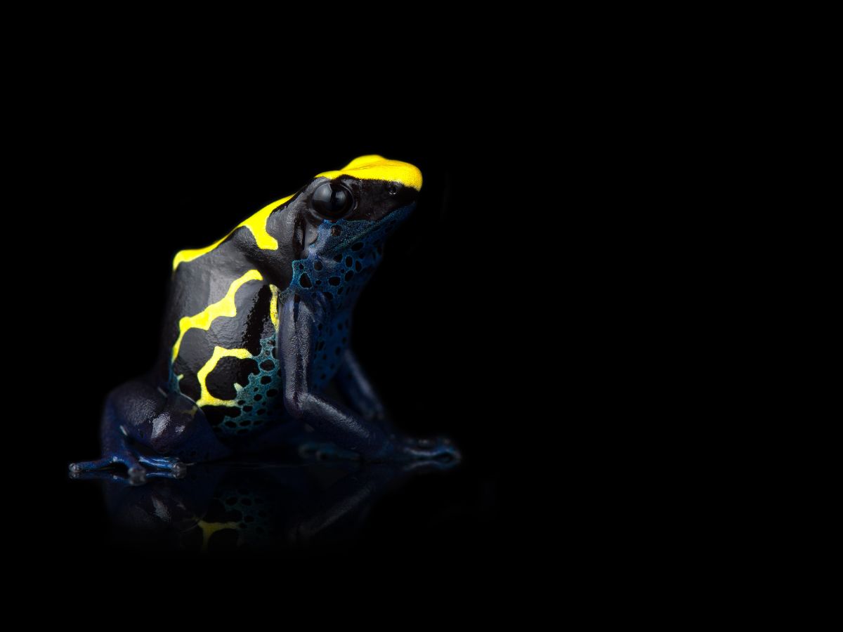 Conservation success