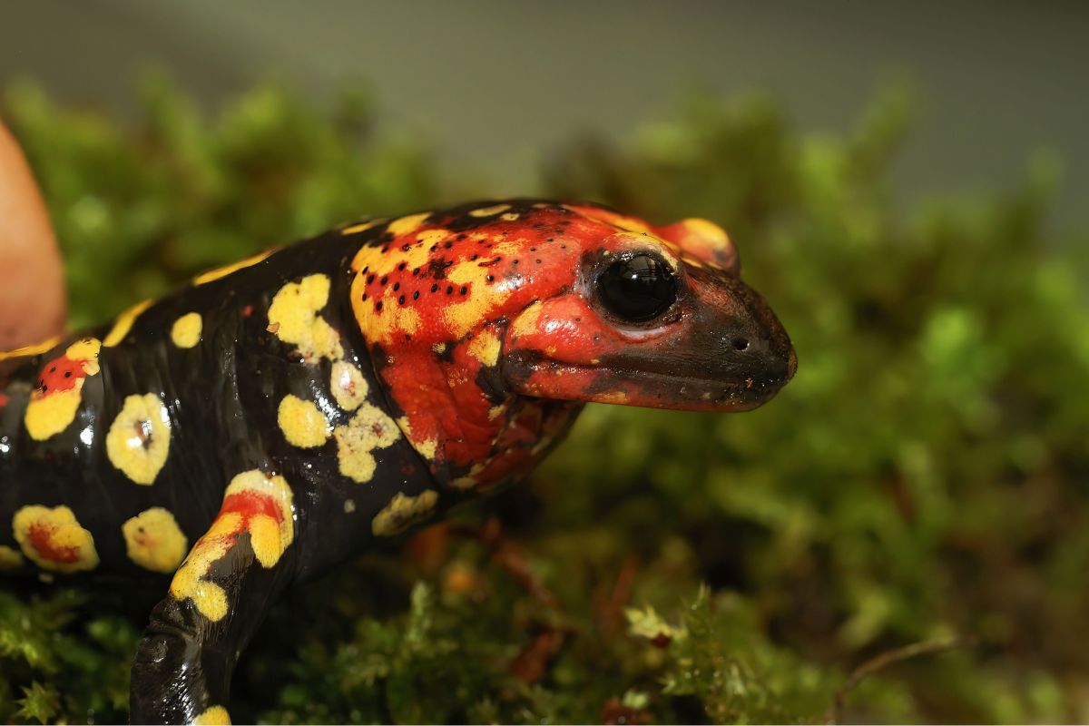 Poison dart frog