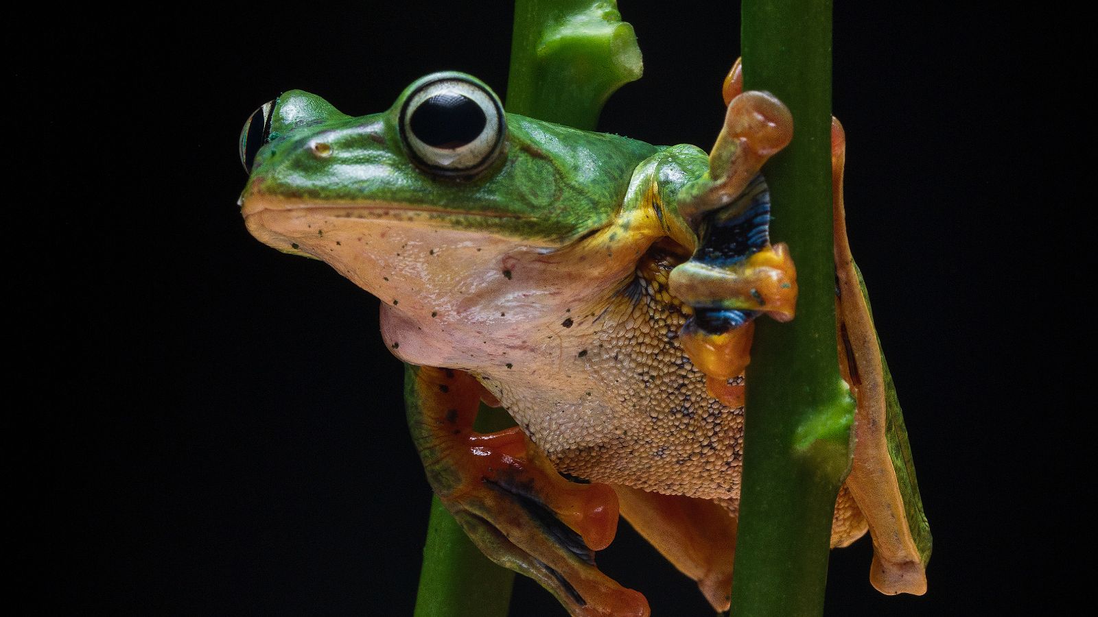 Tree frog